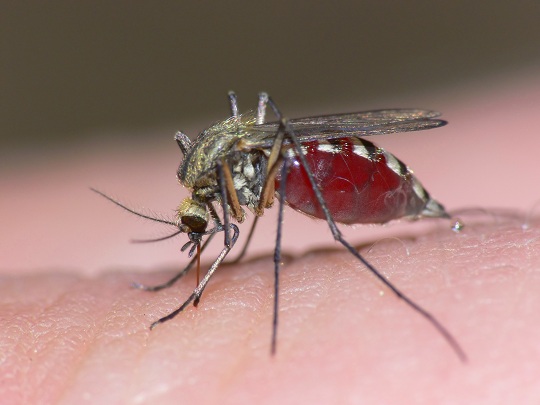 Mosquito Control Services